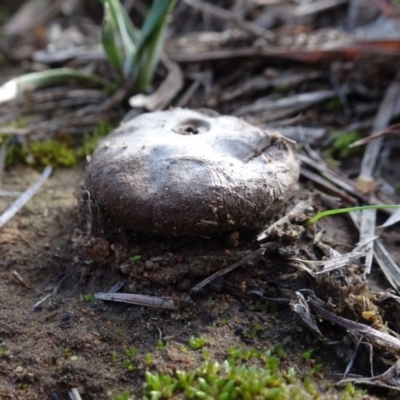 Unverified Puffball & the like at Murrumbateman Cemetery - 5 Jul 2020 by AndyRussell