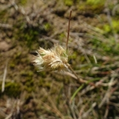 Rytidosperma (genus) (Wallaby Grass) at Murrumbateman, NSW - 5 Jul 2020 by AndyRussell