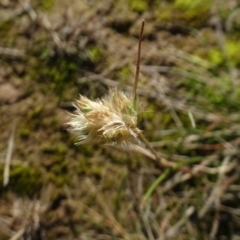 Rytidosperma sp. (Wallaby Grass) at Murrumbateman Cemetery - 5 Jul 2020 by AndyRussell