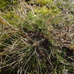 Rytidosperma sp. at Murrumbateman, NSW - 5 Jul 2020