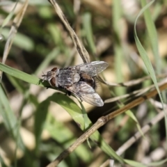 Tritaxys sp. (genus) (A bristle fly) at Weetangera, ACT - 9 Mar 2020 by AlisonMilton