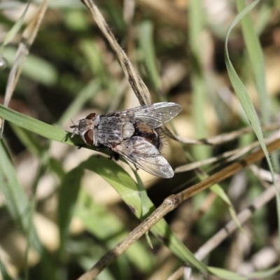 Tritaxys sp. (genus) (A bristle fly) at Weetangera, ACT - 10 Mar 2020 by AlisonMilton