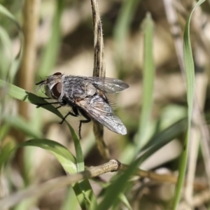 Tritaxys sp. (genus) at Weetangera, ACT - 10 Mar 2020