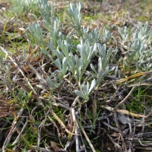 Chrysocephalum apiculatum at Murrumbateman, NSW - 5 Jul 2020