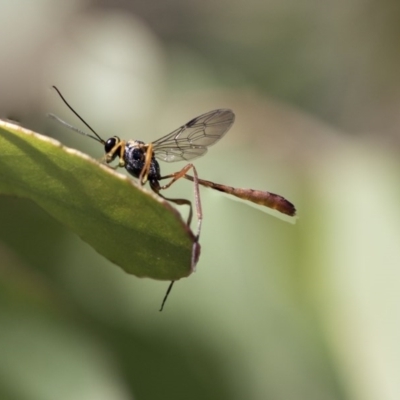 Heteropelma scaposum (Two-toned caterpillar parasite wasp) at The Pinnacle - 9 Mar 2020 by AlisonMilton