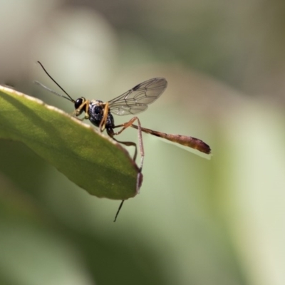 Heteropelma scaposum (Two-toned caterpillar parasite wasp) at Weetangera, ACT - 10 Mar 2020 by AlisonMilton