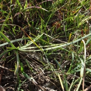 Lomandra filiformis subsp. coriacea at Murrumbateman, NSW - 5 Jul 2020