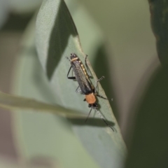 Chauliognathus tricolor (Tricolor soldier beetle) at Weetangera, ACT - 9 Mar 2020 by AlisonMilton