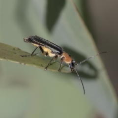 Chauliognathus tricolor at Weetangera, ACT - 10 Mar 2020