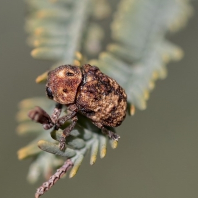 Cadmus (Brachycaulus) ferrugineus (Leaf beetle) at The Pinnacle - 9 Mar 2020 by AlisonMilton