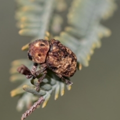Cadmus (Brachycaulus) ferrugineus (Leaf beetle) at Weetangera, ACT - 9 Mar 2020 by AlisonMilton