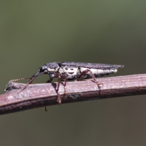 Rhinotia adelaidae at Dunlop, ACT - 10 Mar 2020