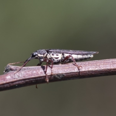 Rhinotia adelaidae (A belid weevil) at Dunlop, ACT - 10 Mar 2020 by AlisonMilton