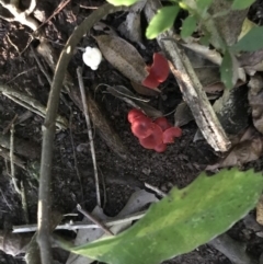 Unidentified Cup or disk - with no 'eggs' at Wattamolla, NSW - 20 Jun 2020 by Cedar