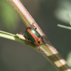 Calomela curtisi (Acacia leaf beetle) at Weetangera, ACT - 9 Mar 2020 by AlisonMilton