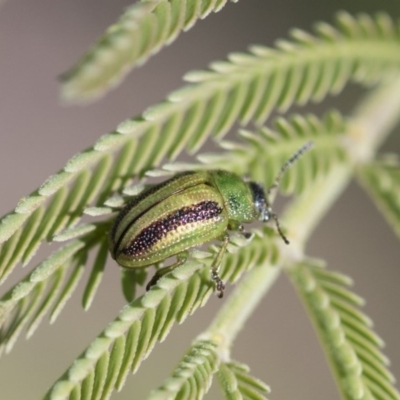 Calomela vittata (Acacia leaf beetle) at The Pinnacle - 10 Mar 2020 by AlisonMilton