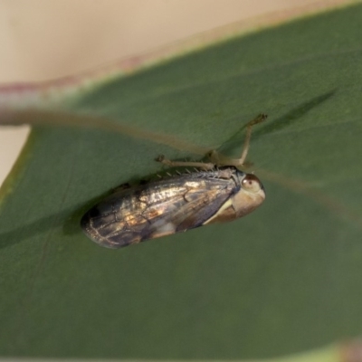 Brunotartessus fulvus (Yellow-headed Leafhopper) at Weetangera, ACT - 10 Mar 2020 by AlisonMilton