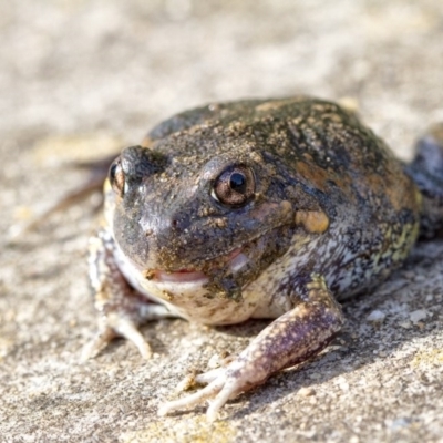 Limnodynastes dumerilii (Eastern Banjo Frog) at Penrose - 18 Jul 2020 by Aussiegall