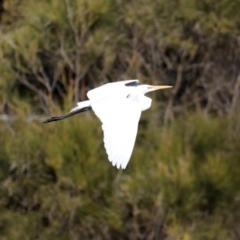 Ardea alba (Great Egret) at Congo, NSW - 8 Jul 2020 by jb2602