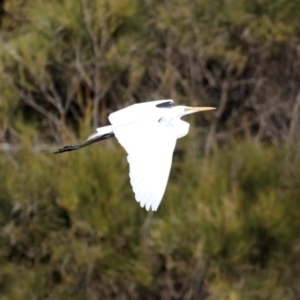 Ardea alba at Congo, NSW - 8 Jul 2020 01:24 PM