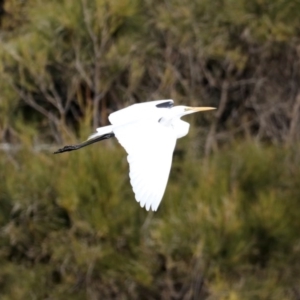 Ardea alba at Congo, NSW - 8 Jul 2020
