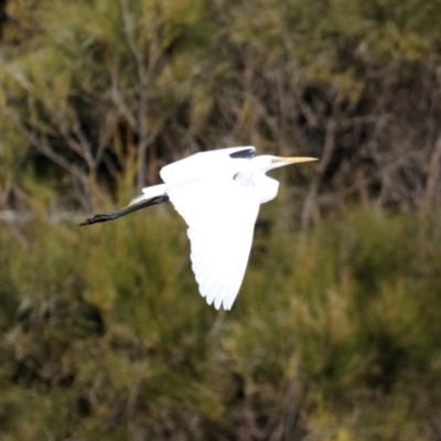 Ardea alba (Great Egret) at Congo, NSW - 8 Jul 2020 by jbromilow50