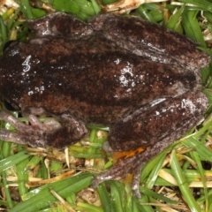 Litoria peronii at Congo, NSW - 8 Jul 2020