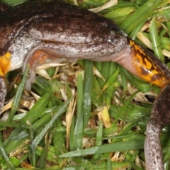 Litoria peronii at Congo, NSW - 8 Jul 2020 08:54 PM