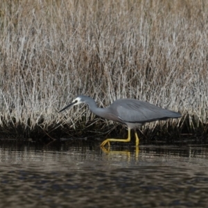 Egretta novaehollandiae at Congo, NSW - 8 Jul 2020