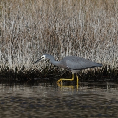 Egretta novaehollandiae (White-faced Heron) at Eurobodalla National Park - 8 Jul 2020 by jb2602