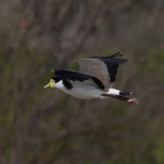 Vanellus miles (Masked Lapwing) at Congo, NSW - 8 Jul 2020 by jbromilow50