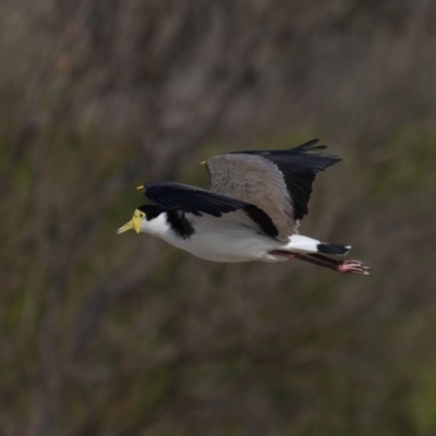 Vanellus miles (Masked Lapwing) at Eurobodalla National Park - 8 Jul 2020 by jb2602