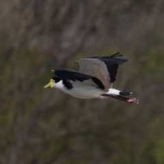 Vanellus miles (Masked Lapwing) at Eurobodalla National Park - 8 Jul 2020 by jbromilow50