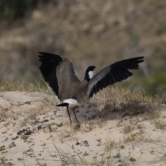 Vanellus miles at Congo, NSW - 8 Jul 2020 11:04 AM