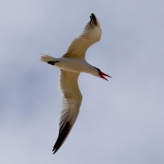 Hydroprogne caspia (Caspian Tern) at Congo, NSW - 8 Jul 2020 by jb2602