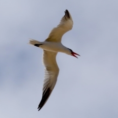 Hydroprogne caspia (Caspian Tern) at Congo, NSW - 8 Jul 2020 by jbromilow50