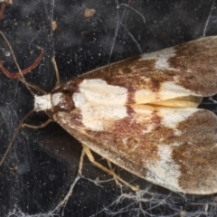 Philenora elegans (Philenora elegans) at Congo, NSW - 8 Jul 2020 by jb2602