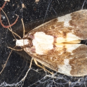 Philenora elegans at Congo, NSW - 8 Jul 2020