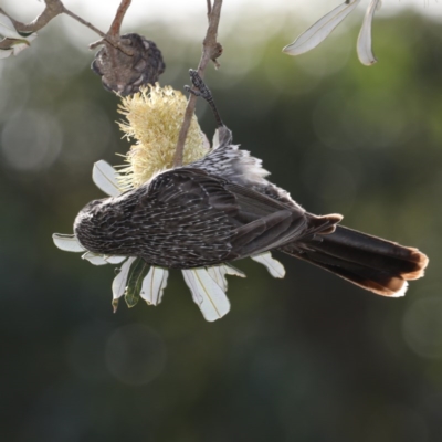 Anthochaera chrysoptera (Little Wattlebird) at Congo, NSW - 8 Jul 2020 by jb2602