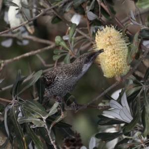 Anthochaera chrysoptera at Congo, NSW - 8 Jul 2020