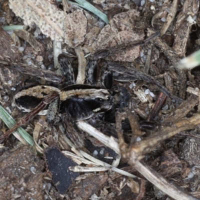 Lycosidae (family) (Wolf spider) at Congo, NSW - 8 Jul 2020 by jb2602