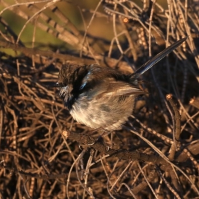 Malurus cyaneus (Superb Fairywren) at Congo, NSW - 8 Jul 2020 by jb2602