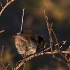 Malurus cyaneus at Congo, NSW - 8 Jul 2020