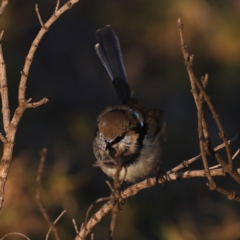 Malurus cyaneus at Congo, NSW - 8 Jul 2020