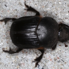 Onitis caffer (Caffer dung beelte) at Congo, NSW - 7 Jul 2020 by jb2602