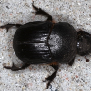 Onitis caffer at Congo, NSW - 7 Jul 2020 06:14 PM