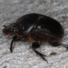 Onitis caffer at Congo, NSW - 7 Jul 2020 06:14 PM