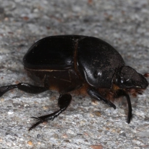 Onitis caffer at Congo, NSW - 7 Jul 2020 06:14 PM