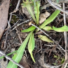 Microseris walteri (Yam Daisy, Murnong) at Burra, NSW - 11 Sep 2020 by Safarigirl