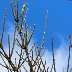 Allocasuarina littoralis (Black She-oak) at Burra, NSW - 17 Jul 2020 by Safarigirl